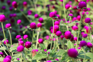Globe Amaranth flower in garden, purple flower background