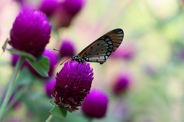 Beautiful butterfly on Globe Amaranth flower in garden, purple flower background