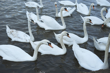 Group of white swans on river