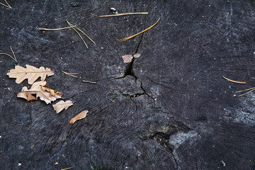 texture, nature, black, plant, soil, stone, abstract, dirt, surface, brown, natural, earth, wood, green, pattern, dry, tea, rough, old, grass, material, textured, ground, dirty, organic
