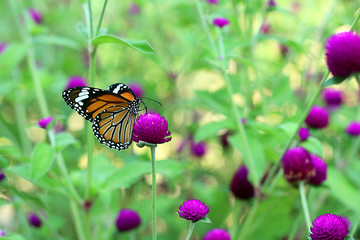 Beautiful butterfly on Globe Amaranth flower in garden, purple flower background