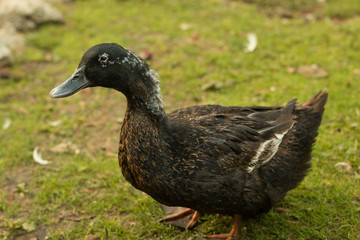 pato 10