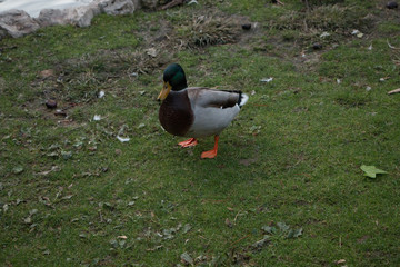 pato 6
