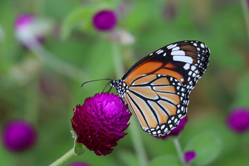 Beautiful butterfly on Globe Amaranth flower in garden, purple flower background