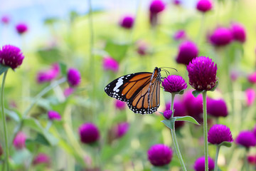 Beautiful butterfly on Globe Amaranth flower in garden, purple flower background