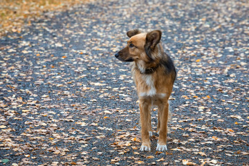 A young dog stands alone on the road on an autumn day.