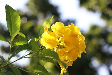 close up yellow elder flower in garden