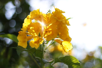 close up yellow elder flower in garden