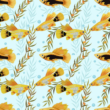 Molly fish or  Xiphophorus maculatus tropical aquarium fish pattern.