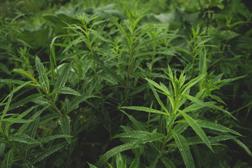 Obraz premium flowers and green grass in the Siberian forest