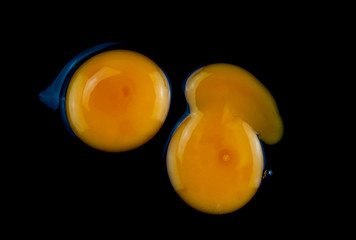 Raw egg yolk