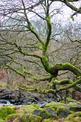 Padley Gorge in peak district national park Derbyshire. Woods and stream with rocks and moss.  Green moss and scenic view.