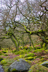 Padley Gorge in peak district national park Derbyshire. Woods and stream with rocks and moss.  Green moss and scenic view.
