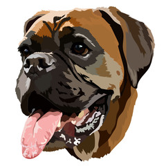 German boxer adult dog head vector image