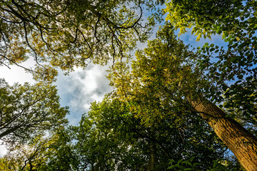 Forêt de Bonsecours