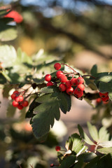 Red mountain ash in autumn orange, red and green leaves. Close photo