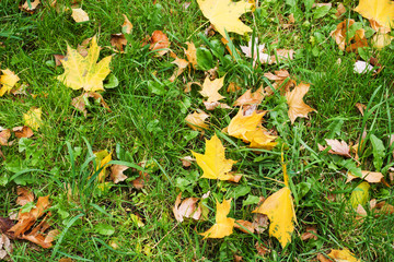 Fallen yellow maple leaves on green grass lawn.