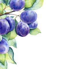 watercolor fruit plum branch