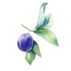 watercolor fruit plum branch