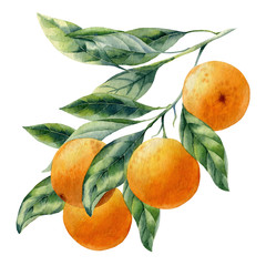 watercolor fruit orange branch - 298651096