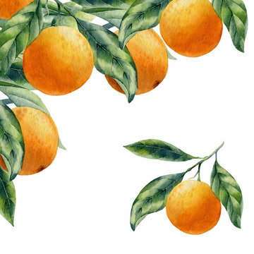 Watercolor Fruit Orange Branch