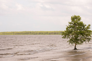 tree in water in amazon beach.