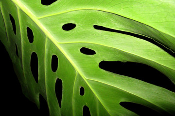 Fototapeta na wymiar Green leaf of a poisonous plant on a black isolated background.......