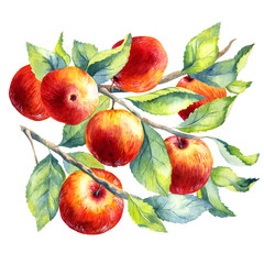 watercolor fruit apple branch on white background