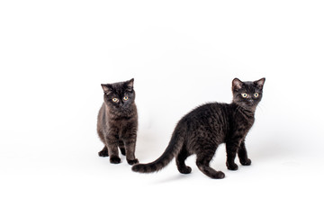
two black kittens on a white background