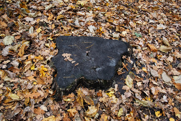 autumn, stone, texture, leaves, nature, rock, brown, fall, abstract, leaf, gravel, pattern, natural, wall, surface, red, yellow, forest, color, dry, old, closeup, season, metal, rough