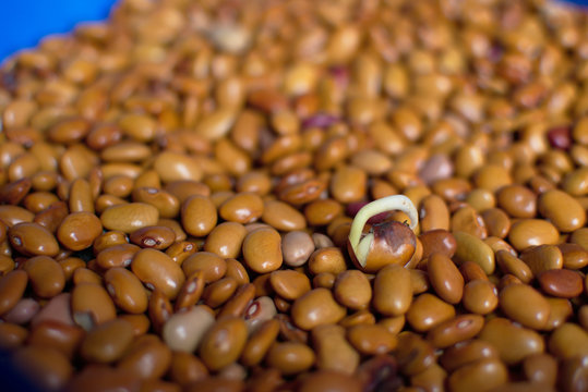 Frijol germinado sobre un fondo de frijoles cafes