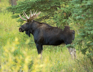 Mature Bull Moose in forest in Grand Teton National Park