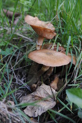 Mushrooms