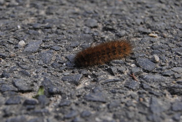 Caterpillar on street.