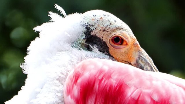 The portrait of Roseate Spoonbill, Platalea Ajaja in nature and looking into camera.