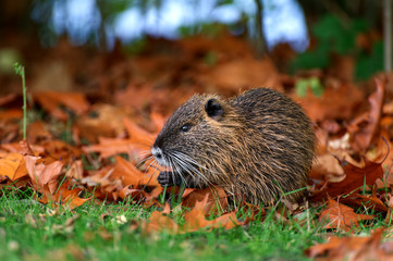 Coypu nutria  in the park