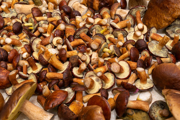 Background made from freshly picked edible mushrooms, different types and sizes.