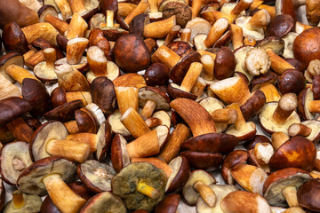 Background made from freshly picked edible mushrooms, different types and sizes.