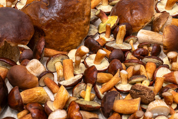 Background made from freshly picked edible mushrooms, different types and sizes.