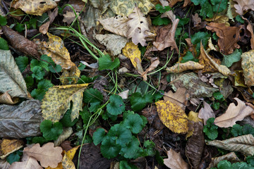 autumn, leaves, nature, fall, green, forest, tree, plant, yellow, season, maple, brown, color, ground, orange, grass, foliage, dry, red, garden