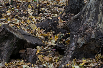 autumn, leaves, nature, fall, green, forest, tree, plant, yellow, season, maple, brown, color, ground, orange, grass, foliage, dry, red, garden