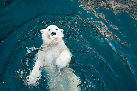 Polar bear swims in cold blue water and holding food in his mouth. Close-up photo of floating white bear that looking at the camera.