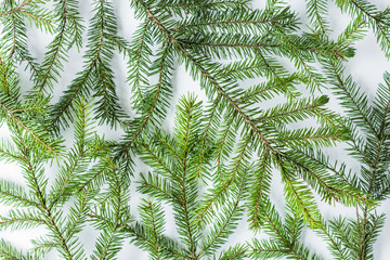 spruce branches, christmas tree texture or background on a white table. New Year. Flat lay, top view.