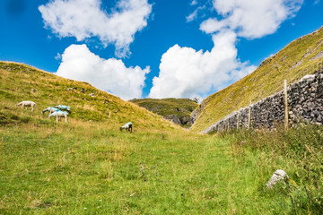 Fototapeta na wymiar Sheep seen grazing on rough pasture in the North Yorkshire Dales in mid summer. An old, dry stone wall on the left can be seen in this mountainous area.