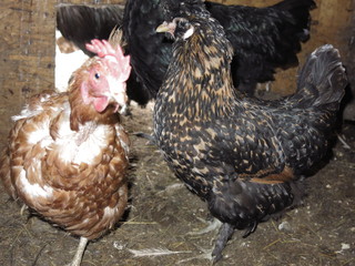 different chickens in the coop
