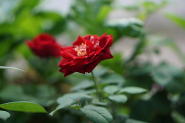 red rose in garden