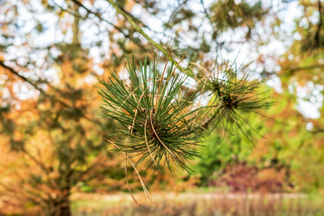 Close-up, shallow focus on pine needles seen on a pine tree located in a forest clearing in mid autumn, seen before dusk.