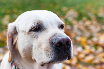 sad yellow labrador retriever at the autumn background