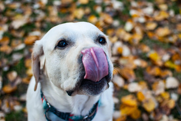 labrador retriever licks his nose with tongue