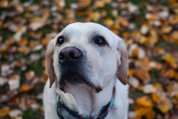 sad eyes of the guilty labrador retriever